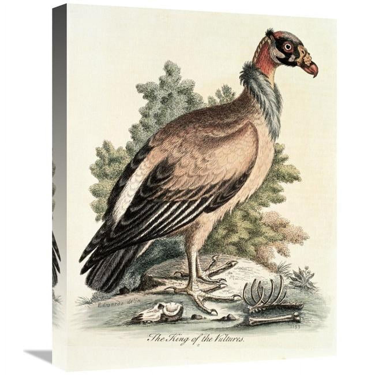Global Gallery GCS-277464-22-142 22 in. King of the Vultures Art Print ...