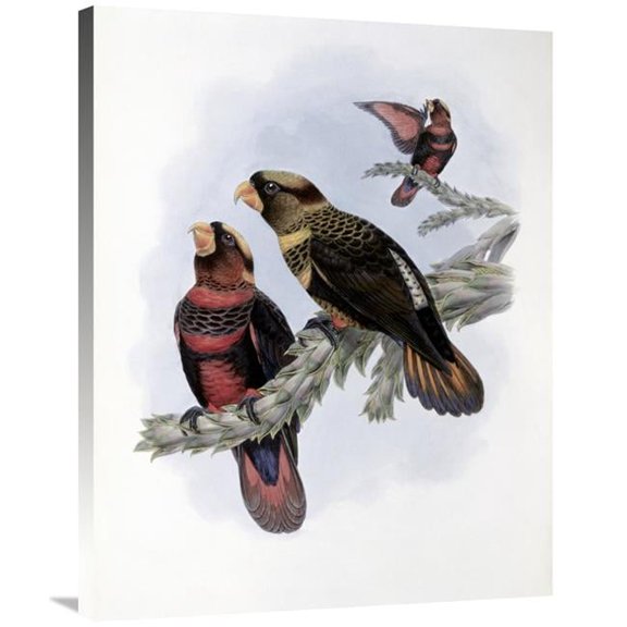 Global Gallery GCS-277735-36-142 36 in. Banded Lory Art Print - John Gould