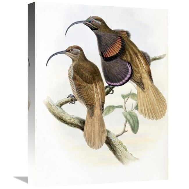 Global Gallery GCS-277738-22-142 22 in. Bennetts Bird of Paradise Art ...