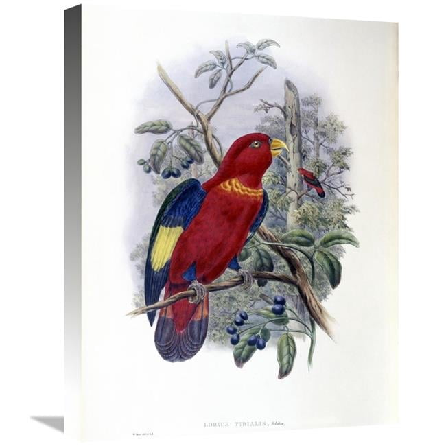 Global Gallery GCS-277743-22-142 22 in. Blue-Thighed Lory Art Print ...
