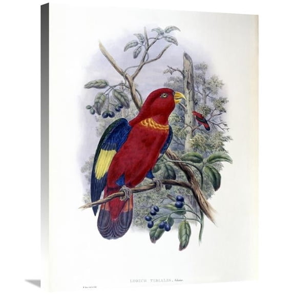 Global Gallery GCS-277743-30-142 30 in. Blue-Thighed Lory Art Print - John Gould
