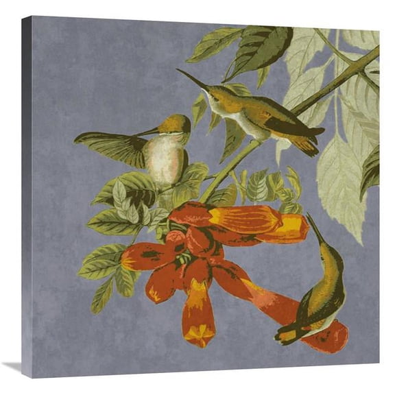 Global Gallery GCS-394161-3030-142 30 x 30 in. Audubon Decor - Humming Bird Detail Art Print - BG.Studio