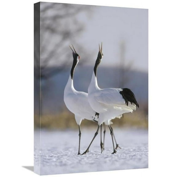 Global Gallery GCS-452474-1624-142 16 x 24 in. Red-Crowned Crane Pair Calling During Courtship, Hokkaido, Japan Art Print - Konrad Wothe