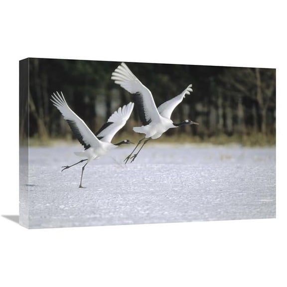 Global Gallery GCS-452475-1624-142 16 x 24 in. Red-Crowned Crane Pair Courting, Hokkaido, Japan Art Print - Konrad Wothe