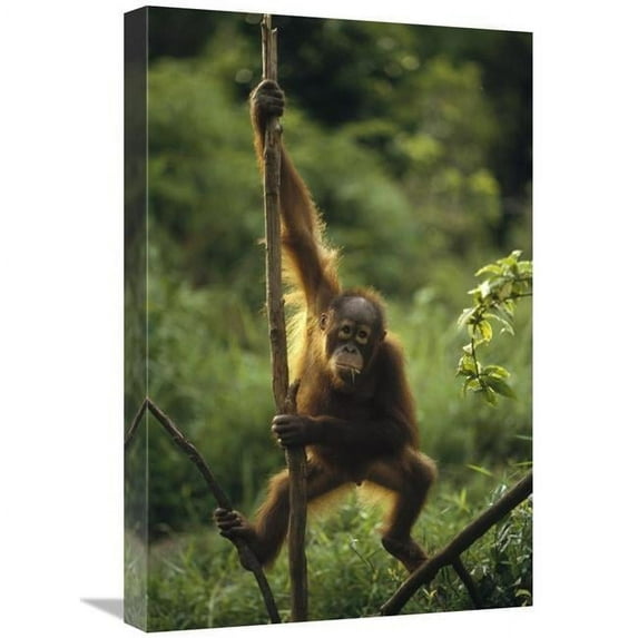 Global Gallery GCS-452477-1624-142 16 x 24 in. Orangutan Juvenile Hanging on Liana, Borneo Art Print - Konrad Wothe