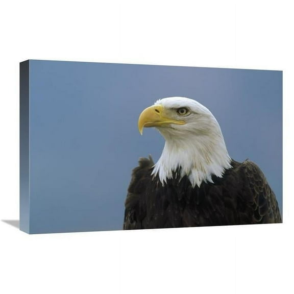 Global Gallery GCS-452484-1624-142 16 x 24 in. Bald Eagle Portrait, North America Art Print - Konrad Wothe