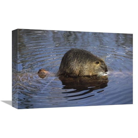 Global Gallery GCS-452489-1218-142 12 x 18 in. Nutria Standing on Log in Shallow Water, South America Art Print - Konrad Wothe