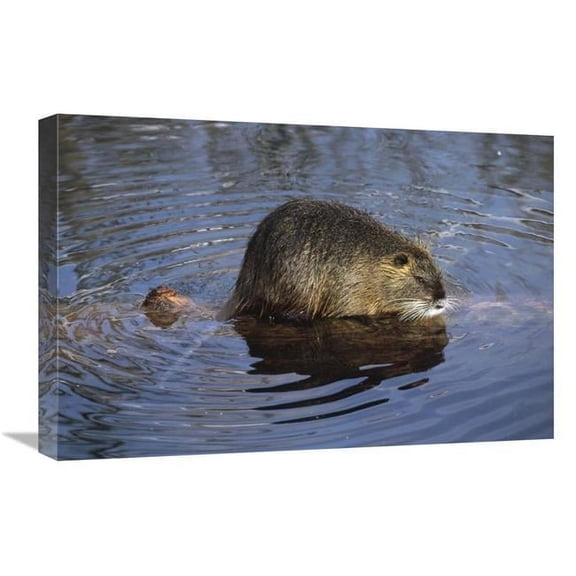 Global Gallery GCS-452489-1624-142 16 x 24 in. Nutria Standing on Log in Shallow Water, South America Art Print - Konrad Wothe