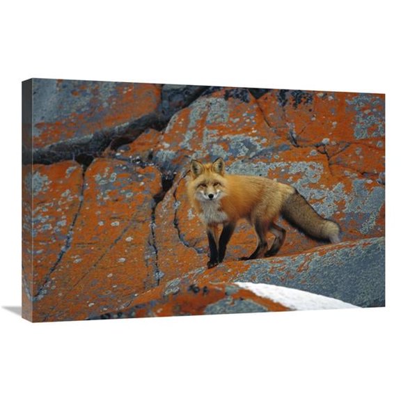 Global Gallery GCS-452500-2030-142 20 x 30 in. Red Fox on Rocks with Orange Lichen, Churchill, Canada Art Print - Konrad Wothe