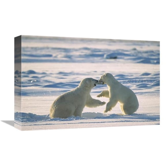 Global Gallery GCS-452502-1218-142 12 x 18 in. Polar Bear Males Fighting, Hudson Bay, Canada Art Print - Konrad Wothe