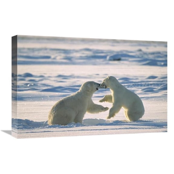 Global Gallery GCS-452502-1624-142 16 x 24 in. Polar Bear Males Fighting, Hudson Bay, Canada Art Print - Konrad Wothe