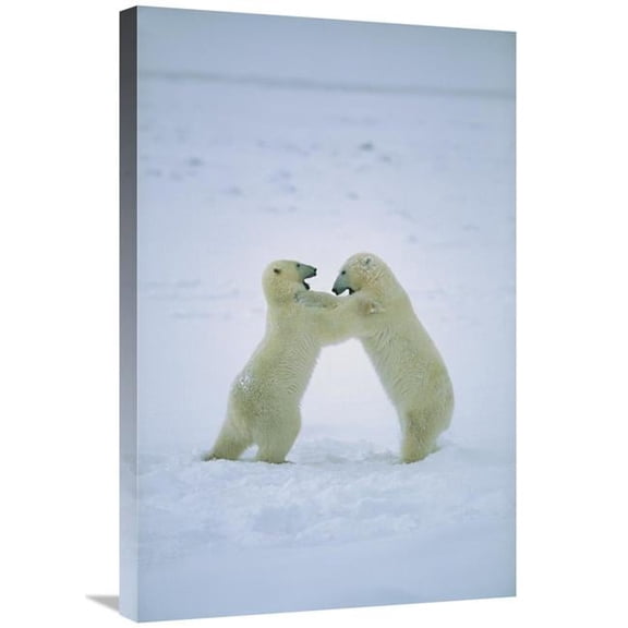 Global Gallery GCS-452504-2030-142 20 x 30 in. Polar Bear Males Fighting, Hudson Bay, Canada Art Print - Konrad Wothe