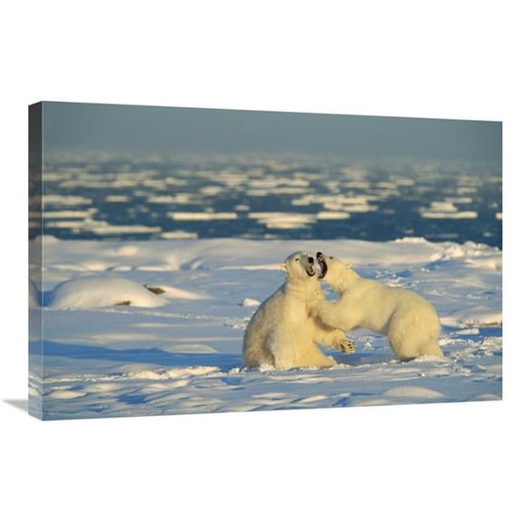 Global Gallery GCS-452505-2030-142 20 x 30 in. Polar Bear Males Fighting, Hudson Bay, Canada Art Print - Konrad Wothe