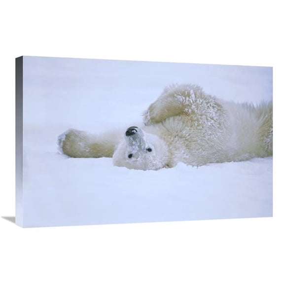Global Gallery GCS-452509-2030-142 20 x 30 in. Polar Bear Rolling in Snow, Hudson Bay, Canada Art Print - Konrad Wothe