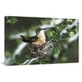 thumbnail image 1 of Global Gallery GCS-452539-2030-142 20 x 30 in. Lucifer Hummingbird Female Incubating Eggs on Nest in Ocotillo Cactus, Arizona Art Print - Konrad Wothe, 1 of 1