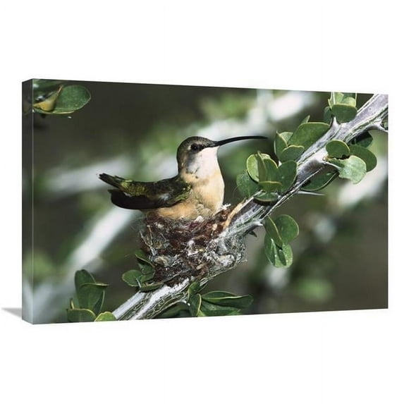 Global Gallery GCS-452539-2030-142 20 x 30 in. Lucifer Hummingbird Female Incubating Eggs on Nest in Ocotillo Cactus, Arizona Art Print - Konrad Wothe