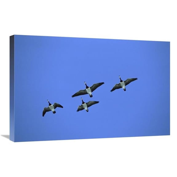 Global Gallery GCS-452547-2030-142 20 x 30 in. Barnacle Goose Flock of Four Flying, Germany Art Print - Konrad Wothe