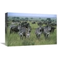 thumbnail image 1 of Global Gallery GCS-452550-1218-142 12 x 18 in. Burchells Zebras & Wildebeest, Serengeti National Park, Tanzania Art Print - Konrad Wothe, 1 of 1