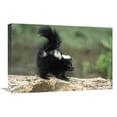 thumbnail image 1 of Global Gallery GCS-452555-1624-142 16 x 24 in. Striped Skunk Kit on Log with Raised Tail to Spray, North America Art Print - Konrad Wothe, 1 of 1