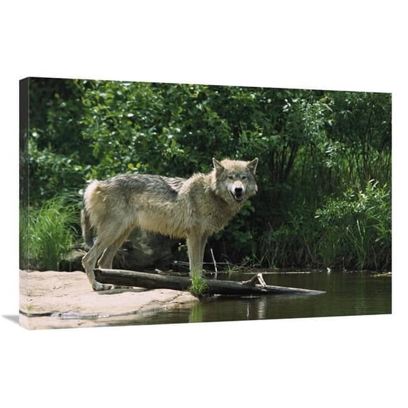 Global Gallery GCS-452556-2436-142 24 x 36 in. Timber Wolf on Riverbank, North America Art Print - Konrad Wothe