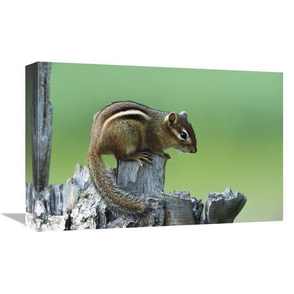 Global Gallery GCS-452558-1218-142 12 x 18 in. Eastern Chipmunk on Snag, North America Art Print - Konrad Wothe