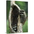 thumbnail image 1 of Global Gallery GCS-452559-2436-142 24 x 36 in. Raccoon Two Babies Playing in Tree, North America Art Print - Konrad Wothe, 1 of 1