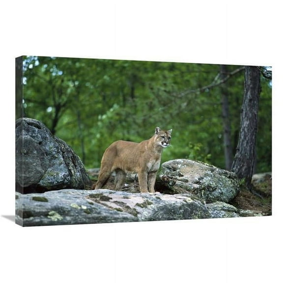 Global Gallery GCS-452560-2030-142 20 x 30 in. Mountain Lion Adult, North America Art Print - Konrad Wothe
