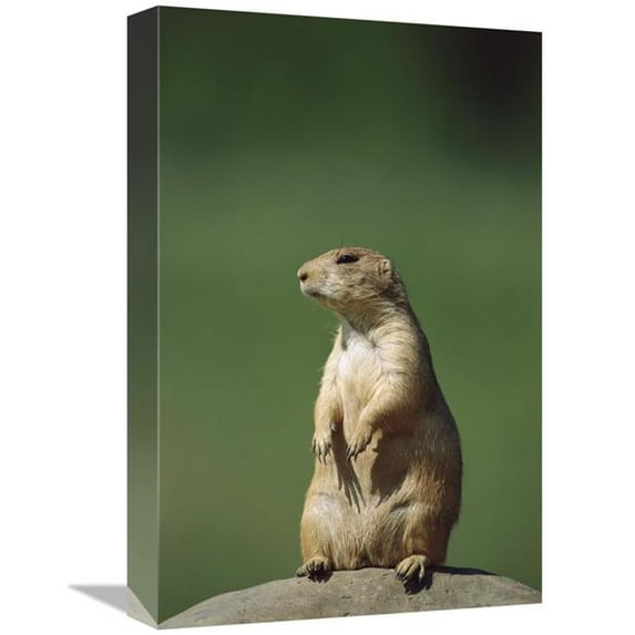 Global Gallery GCS-452562-1218-142 12 x 18 in. Black-Tailed Prairie Dog Sitting Upright, North America Art Print - Konrad Wothe