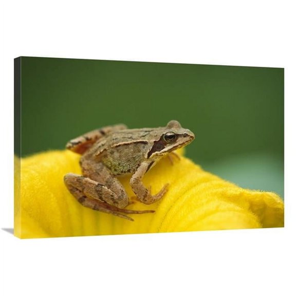 Global Gallery GCS-452570-2436-142 24 x 36 in. Agile Frog on Flower, Bavaria, Germany Art Print - Konrad Wothe