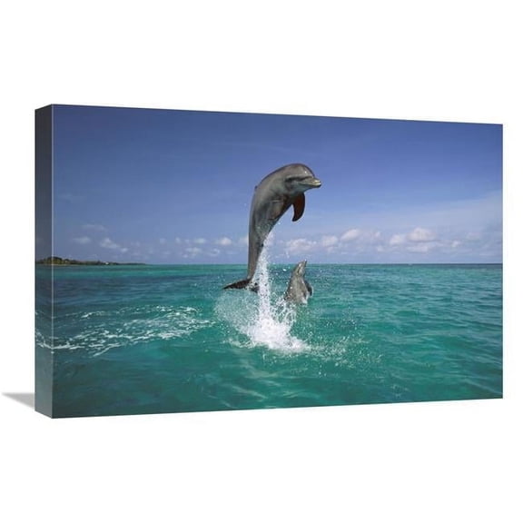 Global Gallery GCS-452575-1624-142 16 x 24 in. Bottlenose Dolphin Leaping, Caribbean Art Print - Konrad Wothe