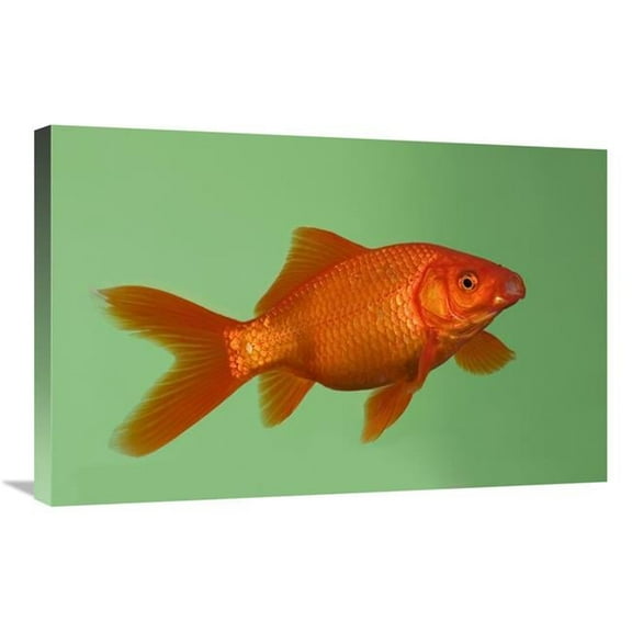 Global Gallery GCS-452576-2030-142 20 x 30 in. Goldfish in Aquarium Art Print - Konrad Wothe