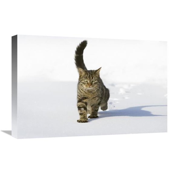 Global Gallery GCS-452579-1624-142 16 x 24 in. House Cat Male Walking in Snow, Germany Art Print - Konrad Wothe