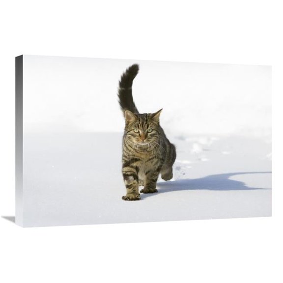 Global Gallery GCS-452579-2030-142 20 x 30 in. House Cat Male Walking in Snow, Germany Art Print - Konrad Wothe