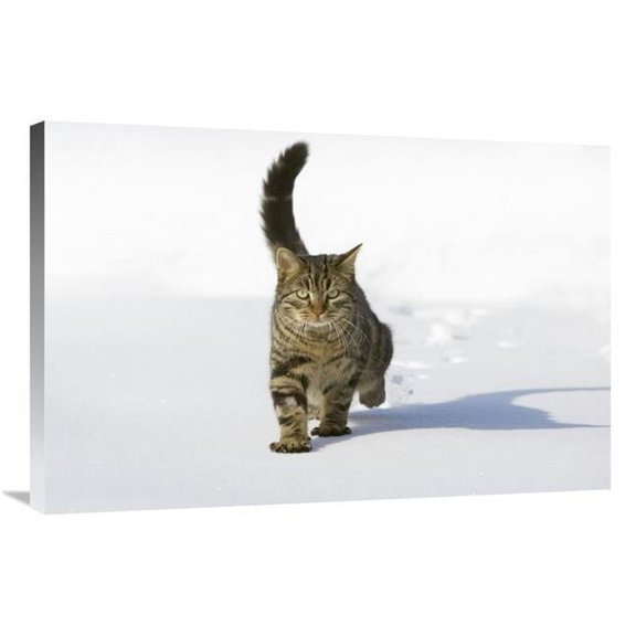 Global Gallery GCS-452579-2436-142 24 x 36 in. House Cat Male Walking in Snow, Germany Art Print - Konrad Wothe