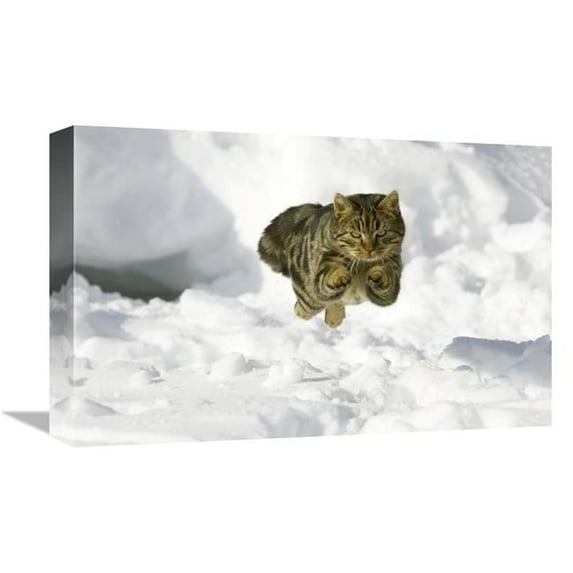 Global Gallery GCS-452580-1218-142 12 x 18 in. House Cat Male Jumping in Snow, Germany Art Print - Konrad Wothe