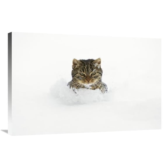 Global Gallery GCS-452581-2436-142 24 x 36 in. House Cat in Deep Snow, Germany Art Print - Konrad Wothe
