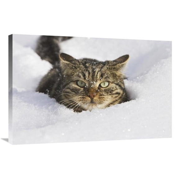 Global Gallery GCS-452584-2436-142 24 x 36 in. House Cat in Deep Snow, Germany Art Print - Konrad Wothe