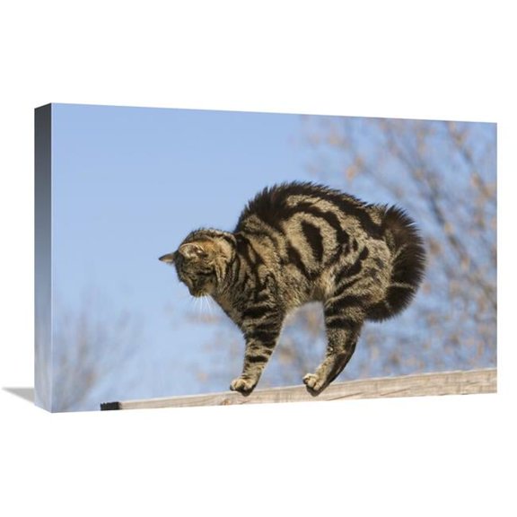 Global Gallery GCS-452586-1624-142 16 x 24 in. House Cat with Raised Hackles, Germany Art Print - Konrad Wothe