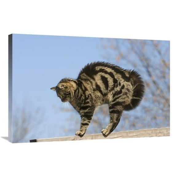 Global Gallery GCS-452586-2436-142 24 x 36 in. House Cat with Raised Hackles, Germany Art Print - Konrad Wothe