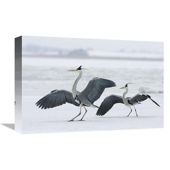 Global Gallery GCS-452602-1218-142 12 x 18 in. Grey Heron Pair in Winter, Usedom, Germany Art Print - Konrad Wothe