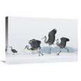 thumbnail image 1 of Global Gallery GCS-452605-1624-142 16 x 24 in. Grey Heron Trio Fighting Over Fish, Usedom, Germany Art Print - Konrad Wothe, 1 of 1