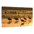 thumbnail image 1 of Global Gallery GCS-452610-2436-142 24 x 36 in. Sandhill Cranes, Bosque Del Apache NWR, New Mexico Art Print - Konrad Wothe, 1 of 1