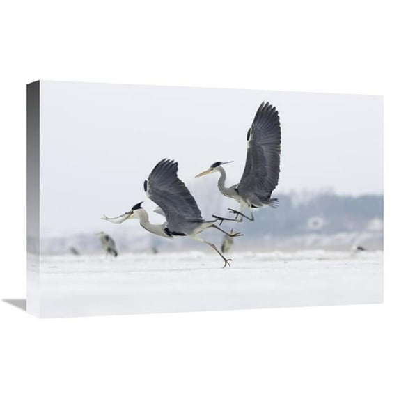 Global Gallery GCS-452617-1624-142 16 x 24 in. Grey Heron Pair Fighting Over Freshly Caught Fish Prey, Usedom, Germany Art Print - Konrad Wothe