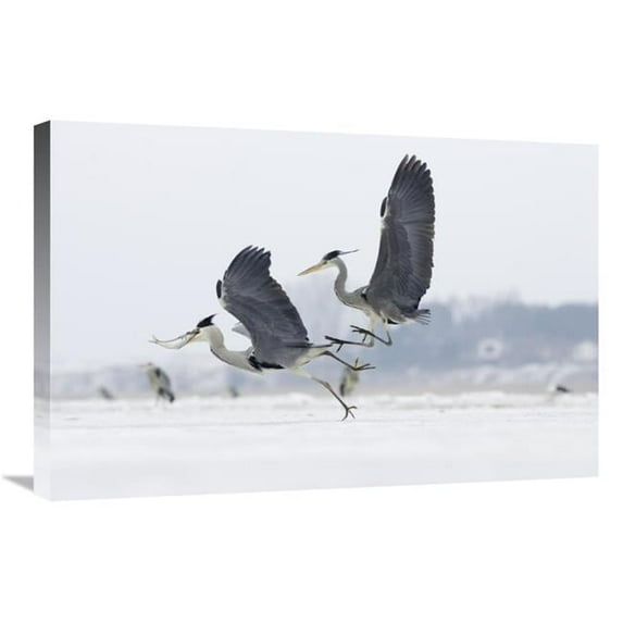 Global Gallery GCS-452617-2030-142 20 x 30 in. Grey Heron Pair Fighting Over Freshly Caught Fish Prey, Usedom, Germany Art Print - Konrad Wothe
