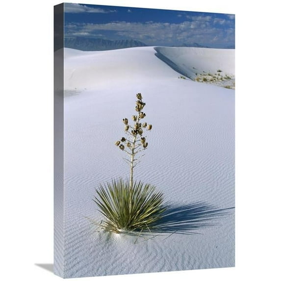 Global Gallery GCS-452619-1624-142 16 x 24 in. Soaptree Yucca in Gypsum Dunes, White Sands National Monument, New Mexico Art Print - Konrad Wothe