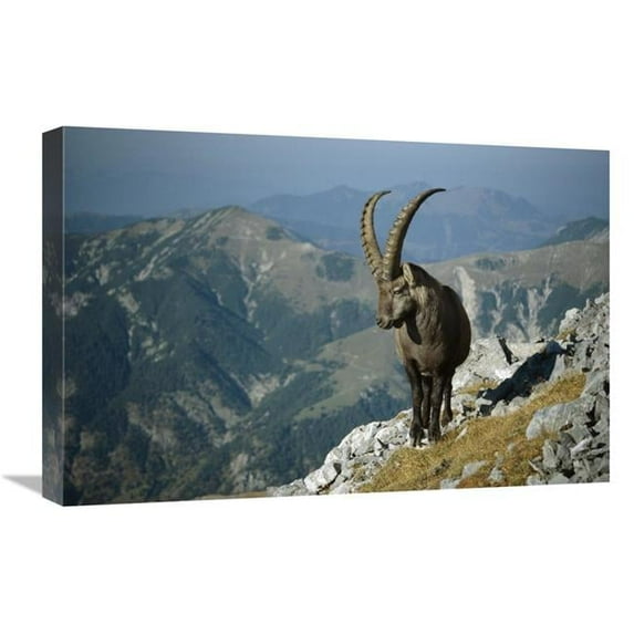 Global Gallery GCS-452628-1624-142 16 x 24 in. Alpine Ibex Male in the Swiss Alps, Europe Art Print - Konrad Wothe
