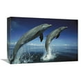 thumbnail image 1 of Global Gallery GCS-452638-1218-142 12 x 18 in. Bottlenose Dolphin Pair Leaping, Honduras Art Print - Konrad Wothe, 1 of 1