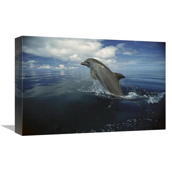 Global Gallery GCS-452639-1218-142 12 x 18 in. Bottlenose Dolphin Leaping, Honduras Art Print - Konrad Wothe