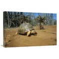 thumbnail image 1 of Global Gallery GCS-452645-2030-142 20 x 30 in. Radiated Tortois in the Spiny Desert, Madagascar Art Print - Konrad Wothe, 1 of 1