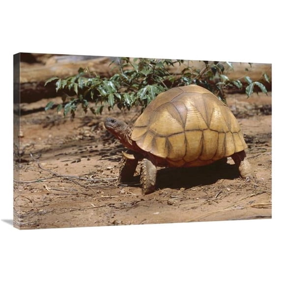 Global Gallery GCS-452646-2436-142 24 x 36 in. Ploughshare Tortoise Portrait, Madagascar Art Print - Konrad Wothe